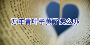 万年青叶子黄了怎么办
