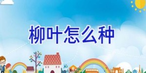 柳叶怎么种