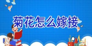 菊花怎么嫁接