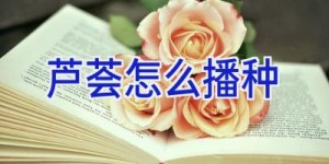 芦荟怎么播种