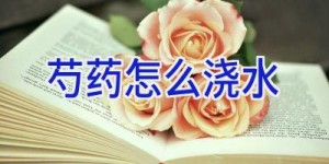 芍药怎么浇水