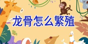 龙骨怎么繁殖