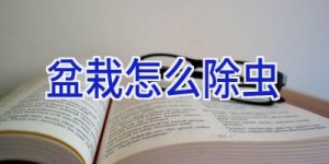 盆栽怎么除虫
