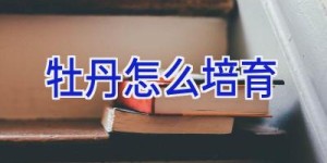 牡丹怎么培育