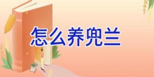 怎么养兜兰