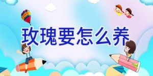 玫瑰要怎么养