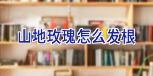 山地玫瑰怎么发根