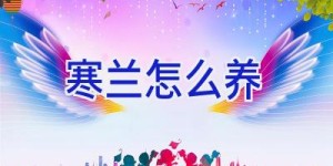 寒兰怎么养