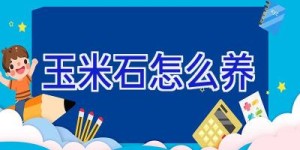 玉米石怎么养
