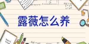 露薇怎么养