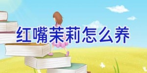 红嘴茉莉怎么养