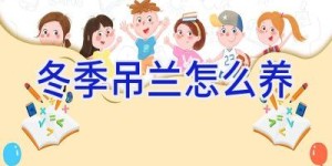 冬季吊兰怎么养