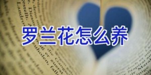 罗兰花怎么养