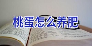 桃蛋怎么养肥