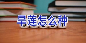 旱莲怎么种