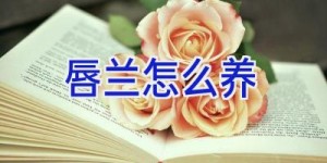 唇兰怎么养