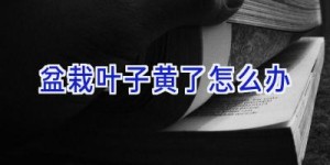 盆栽叶子黄了怎么办