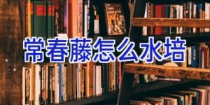常春藤怎么水培
