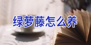 绿萝藤怎么养