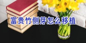 富贵竹侧芽怎么移植