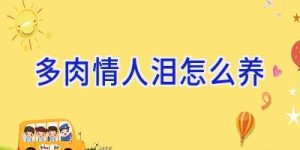多肉情人泪怎么养