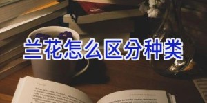 兰花怎么区分种类