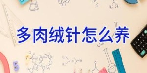 多肉绒针怎么养