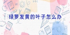 绿箩发黄的叶子怎么办