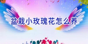 盆栽小玫瑰花怎么养