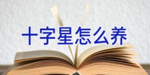 十字星怎么养