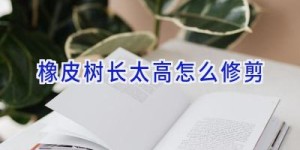 橡皮树长太高怎么修剪