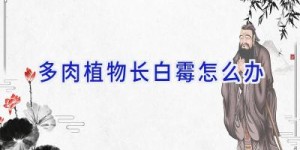 多肉植物长白霉怎么办