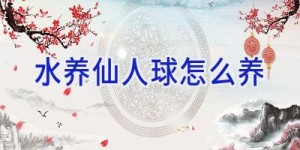 水养仙人球怎么养