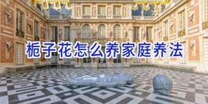 栀子花怎么养家庭养法