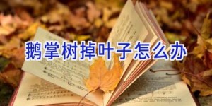 鹅掌树掉叶子怎么办