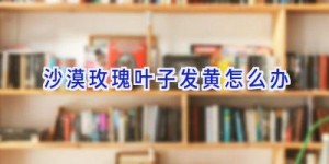 沙漠玫瑰叶子发黄怎么办