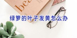 绿箩的叶子发黄怎么办