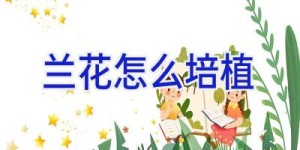 兰花怎么培植