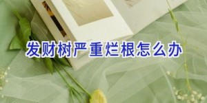 发财树严重烂根怎么办