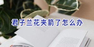 君子兰花夹箭了怎么办
