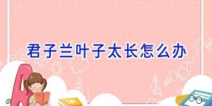 君子兰叶子太长怎么办