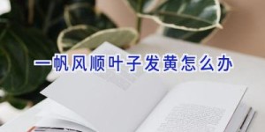 一帆风顺叶子发黄怎么办