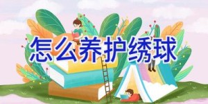 怎么养护绣球