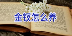 金钗怎么养