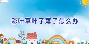 彩叶草叶子蔫了怎么办