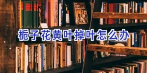 栀子花黄叶掉叶怎么办
