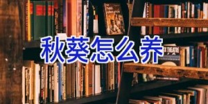 秋葵怎么养