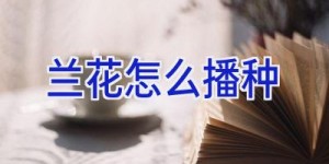兰花怎么播种
