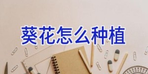 葵花怎么种植