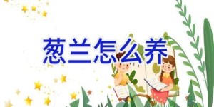 葱兰怎么养